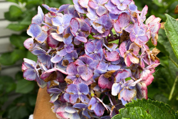photo of a hydrangea