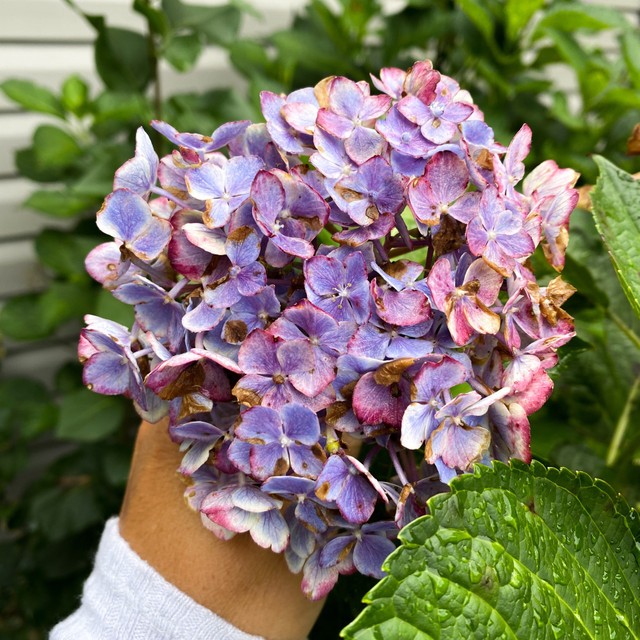 photo of a hydrangea